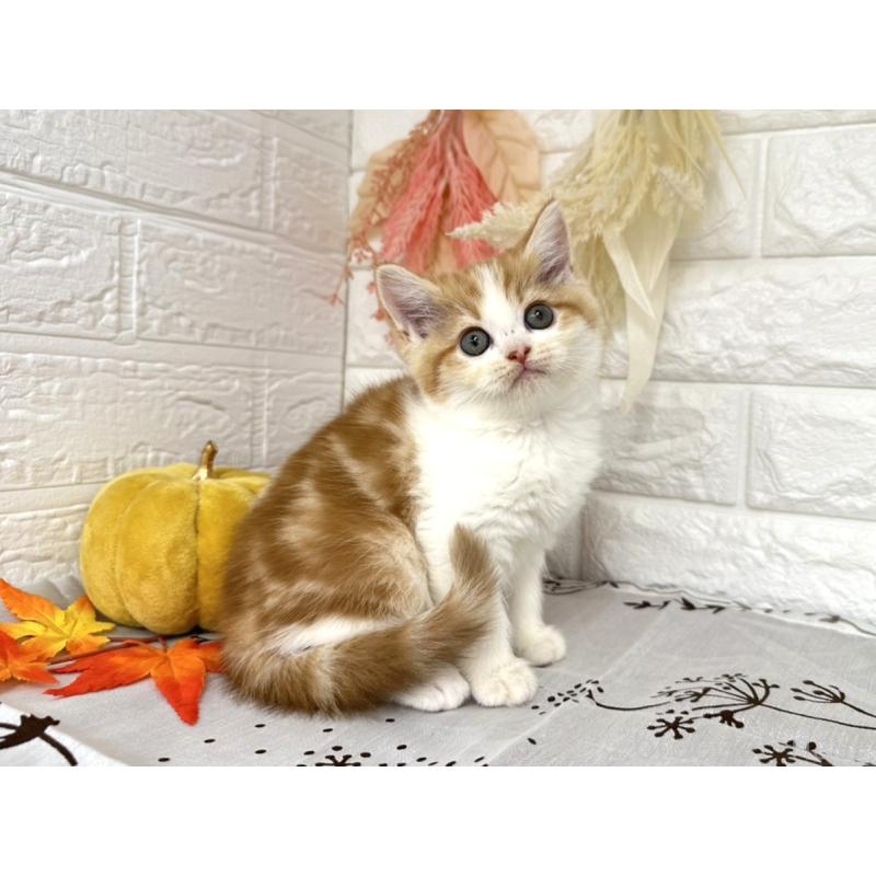 販売中の埼玉県のミヌエット-130354の5枚目