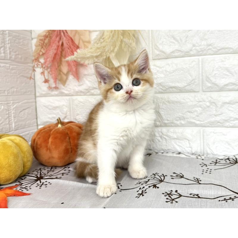 販売中の埼玉県のミヌエット-130354の4枚目