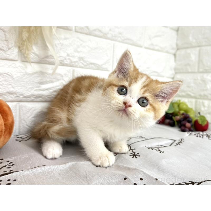 販売中の埼玉県のミヌエット-130354の3枚目