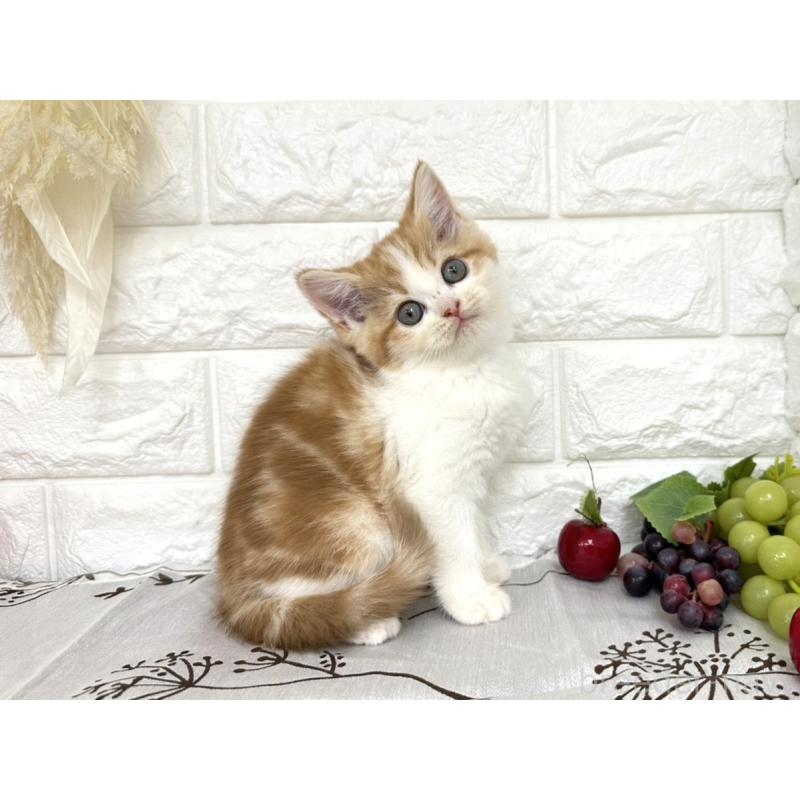 販売中の埼玉県のミヌエット-130354の2枚目