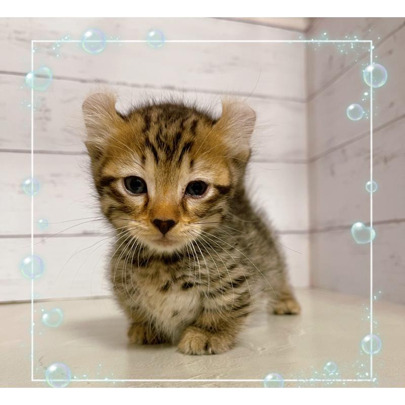 販売中の東京都のキンカロー-130355の5枚目