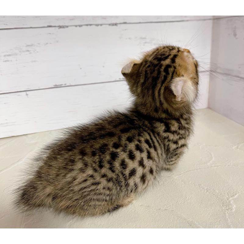 販売中の東京都のキンカロー-130355の4枚目