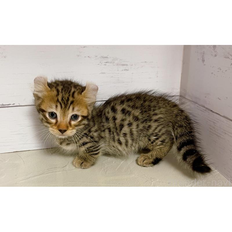 販売中の東京都のキンカロー-130355の3枚目