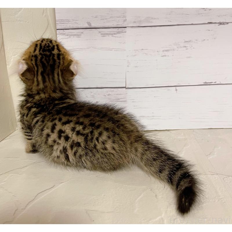 販売中の東京都のキンカロー-130355の2枚目