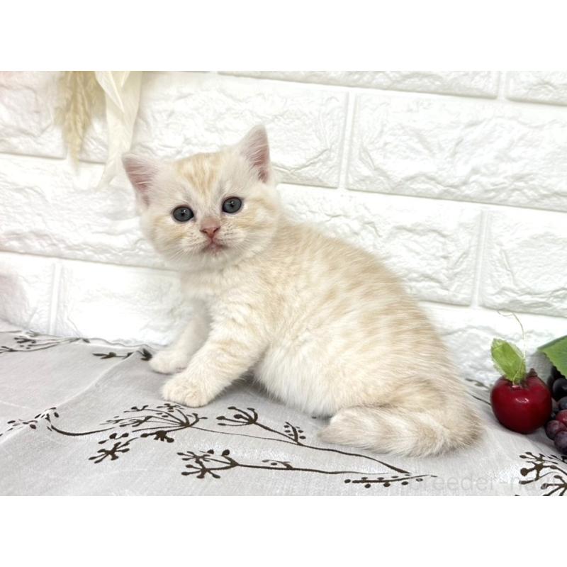 販売中の埼玉県のミヌエット-130356の5枚目