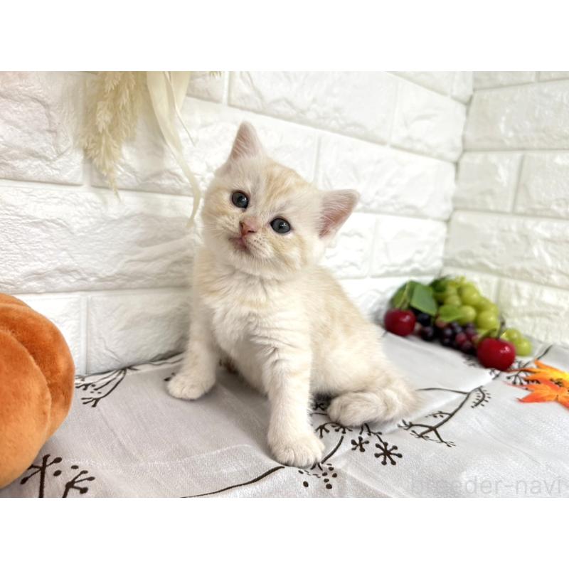 販売中の埼玉県のミヌエット-130356の4枚目