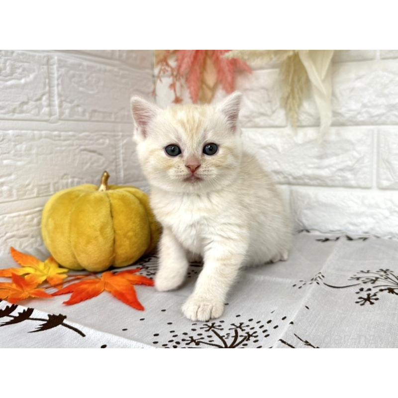 販売中の埼玉県のミヌエット-130356の3枚目