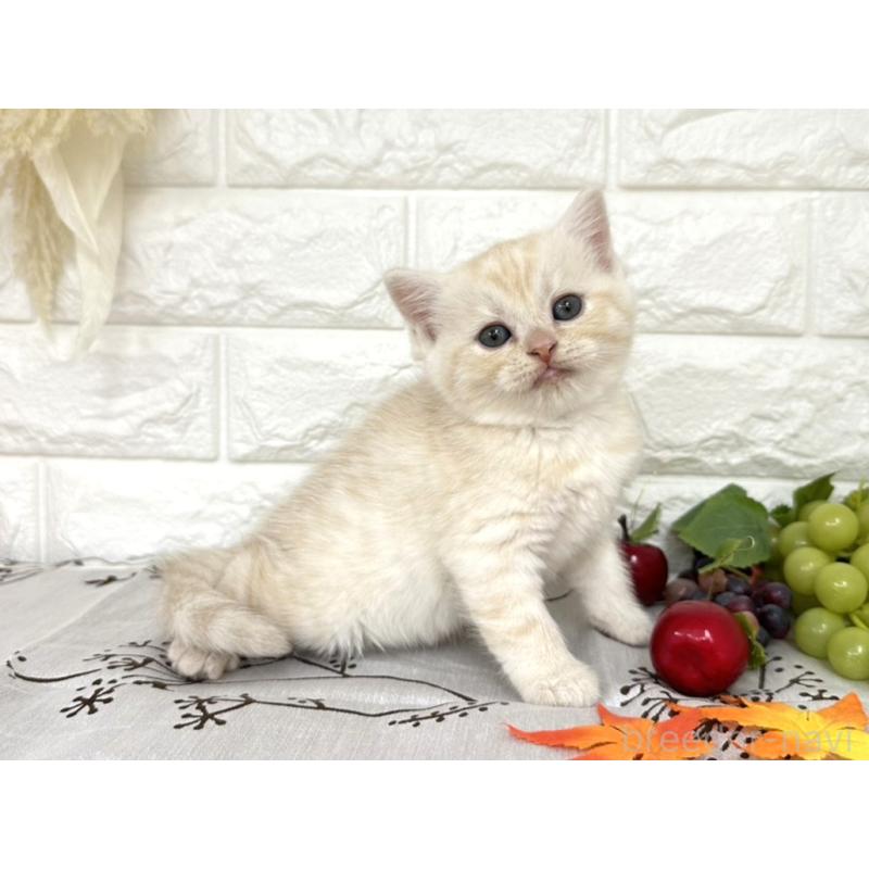 販売中の埼玉県のミヌエット-130356の2枚目