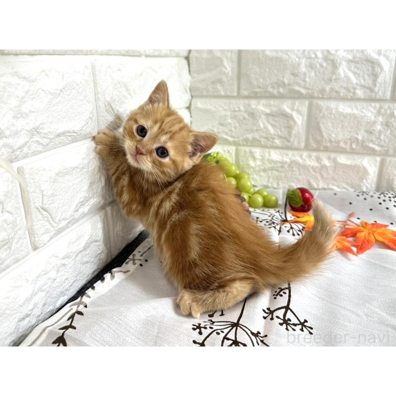 販売中の埼玉県のミヌエット-130357の6枚目