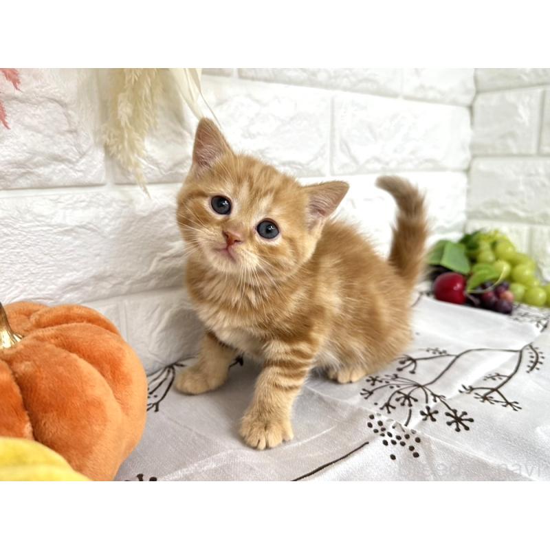 販売中の埼玉県のミヌエット-130357の5枚目