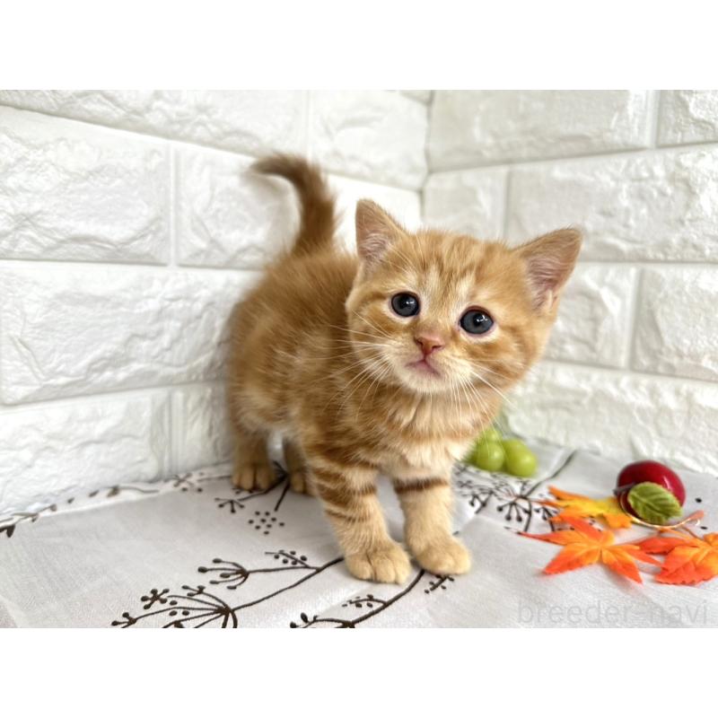 販売中の埼玉県のミヌエット-130357の4枚目