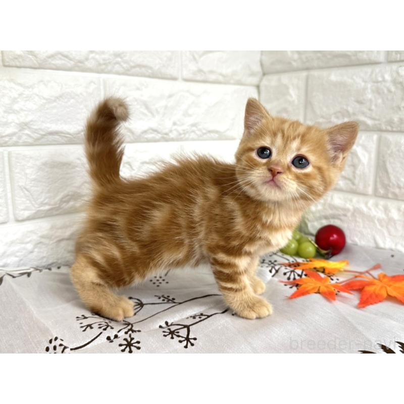 販売中の埼玉県のミヌエット-130357の3枚目