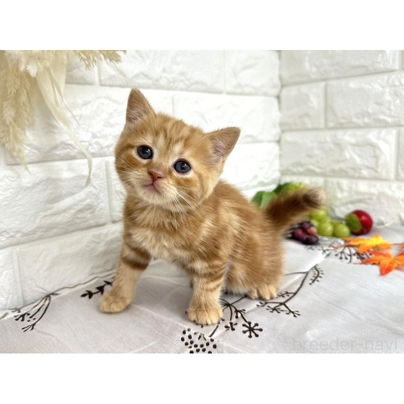 販売中の埼玉県のミヌエット-130357の2枚目