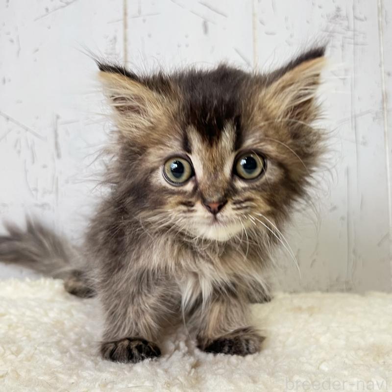 販売中の千葉県のミヌエット-130359の1枚目