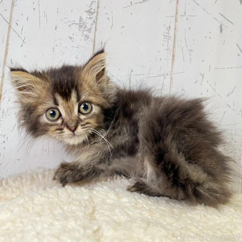 販売中の千葉県のミヌエット-130359の5枚目