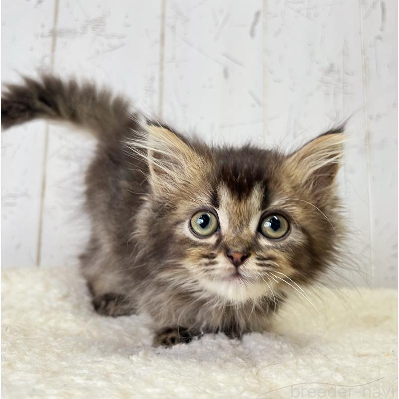 販売中の千葉県のミヌエット-130359の4枚目