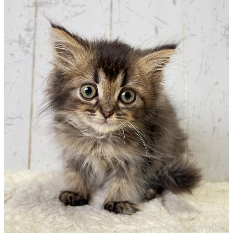 販売中の千葉県のミヌエット-130359の3枚目