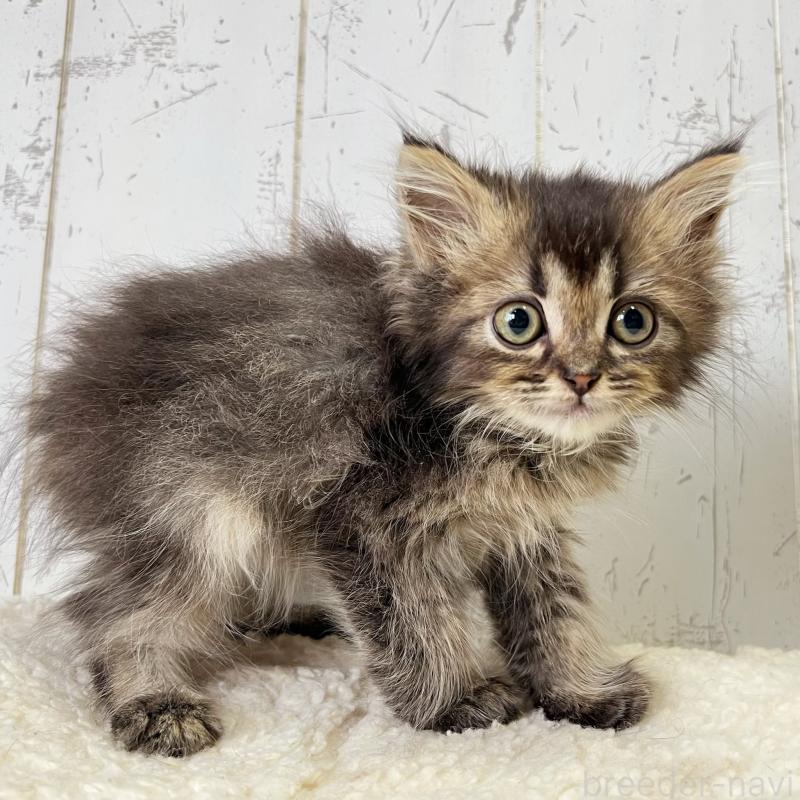 販売中の千葉県のミヌエット-130359の2枚目