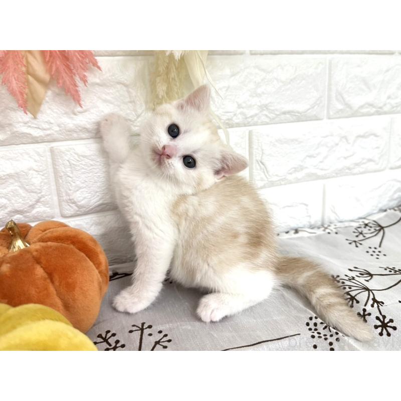 販売中の埼玉県のミヌエット-130358の5枚目