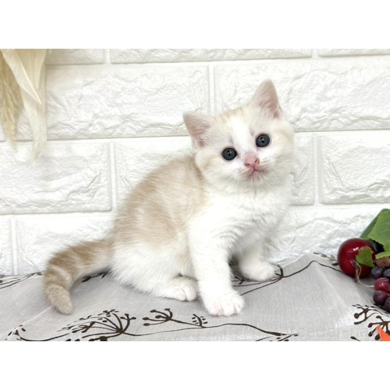 販売中の埼玉県のミヌエット-130358の3枚目