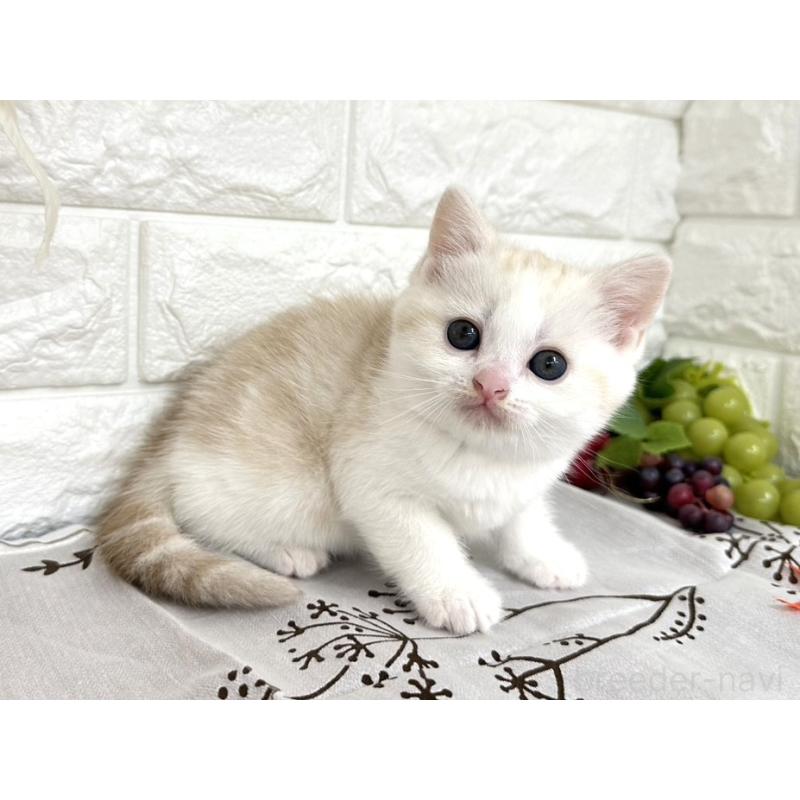 販売中の埼玉県のミヌエット-130358の2枚目