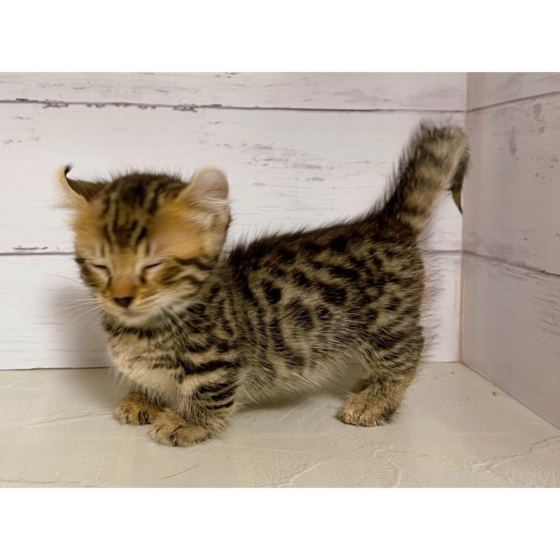 成約済の東京都のキンカロー-130360の5枚目