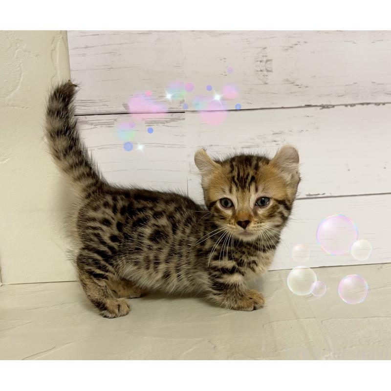 成約済の東京都のキンカロー-130360の4枚目