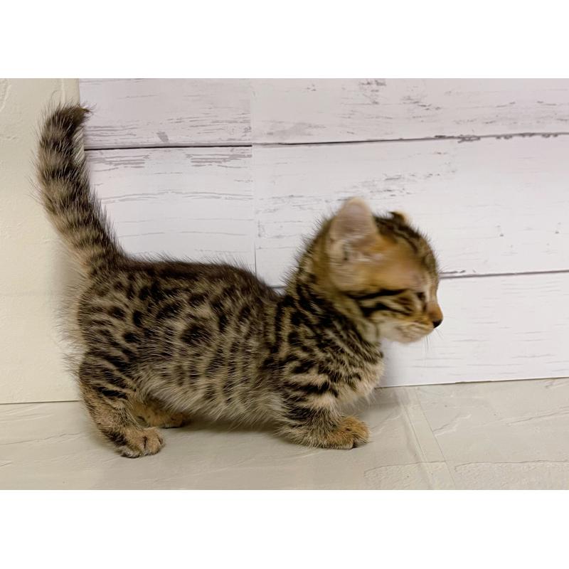 成約済の東京都のキンカロー-130360の3枚目