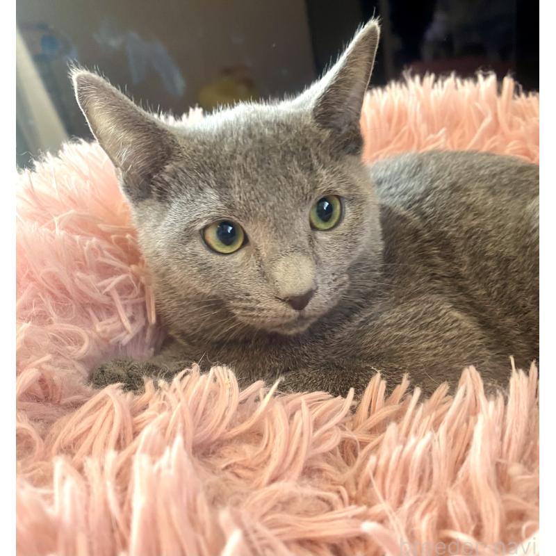 販売中の東京都のロシアンブルー-124534の9枚目