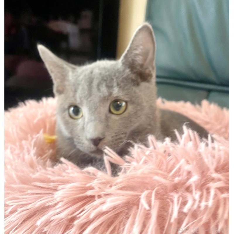 販売中の東京都のロシアンブルー-124534の8枚目