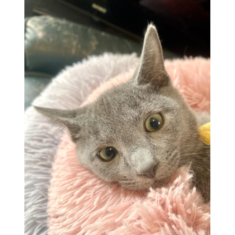 販売中の東京都のロシアンブルー-124534の7枚目