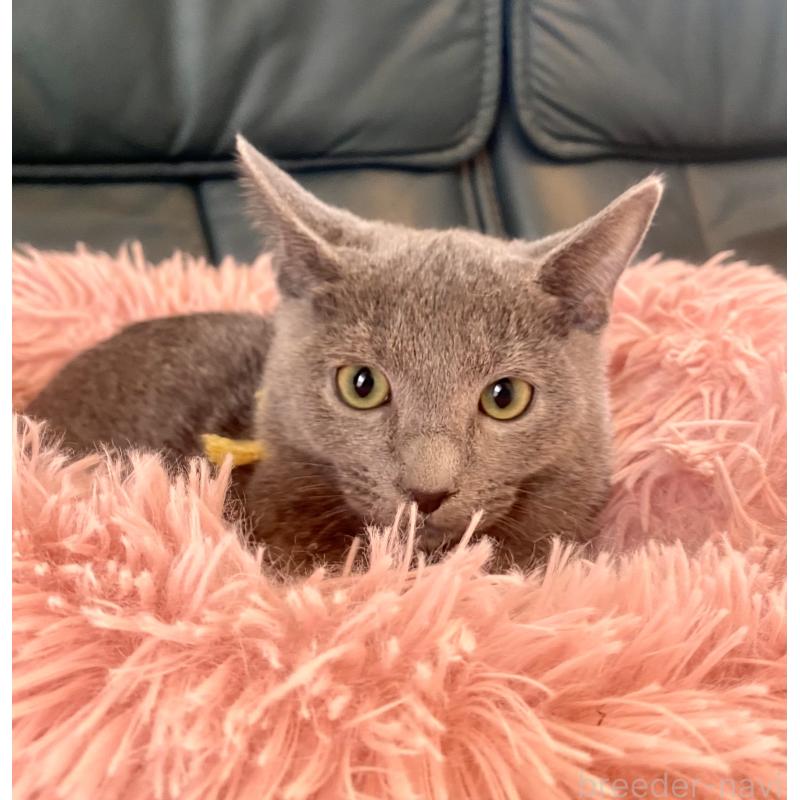 販売中の東京都のロシアンブルー-124534の6枚目