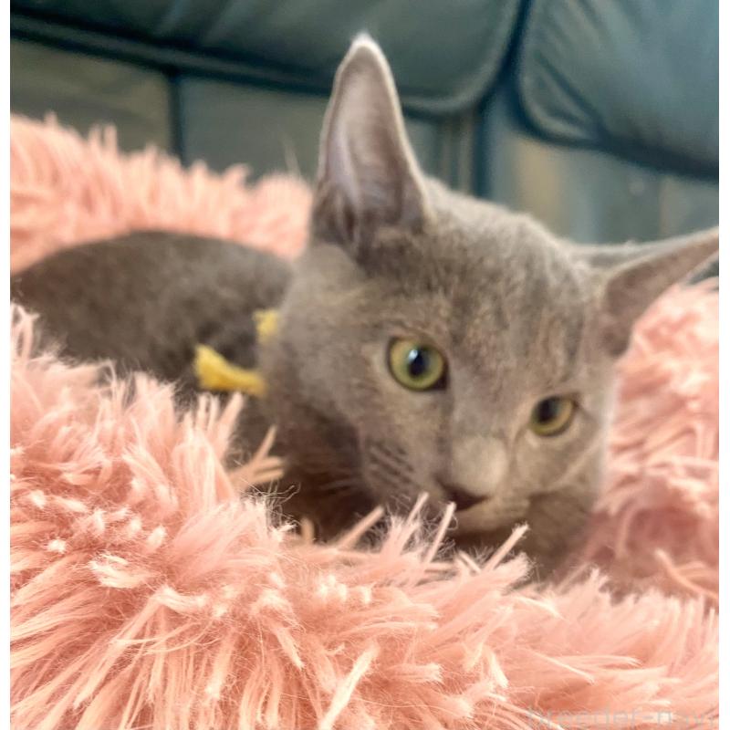 販売中の東京都のロシアンブルー-124534の5枚目