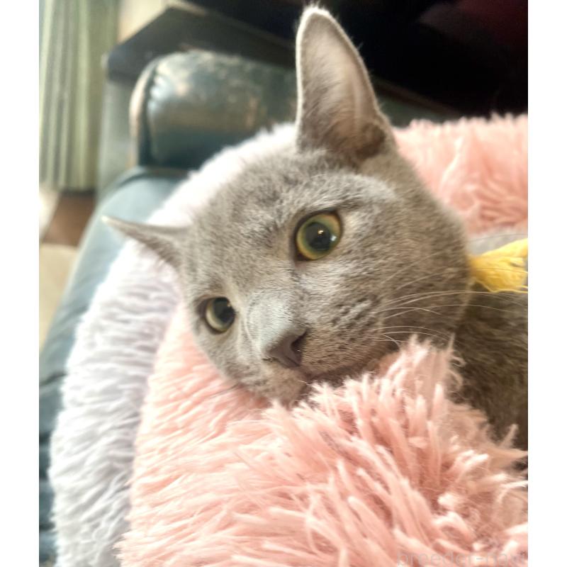 販売中の東京都のロシアンブルー-124534の4枚目