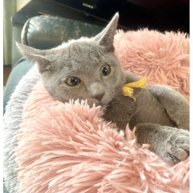 販売中の東京都のロシアンブルー-124534の3枚目