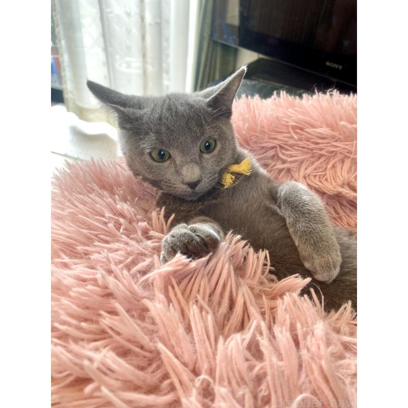 販売中の東京都のロシアンブルー-124534