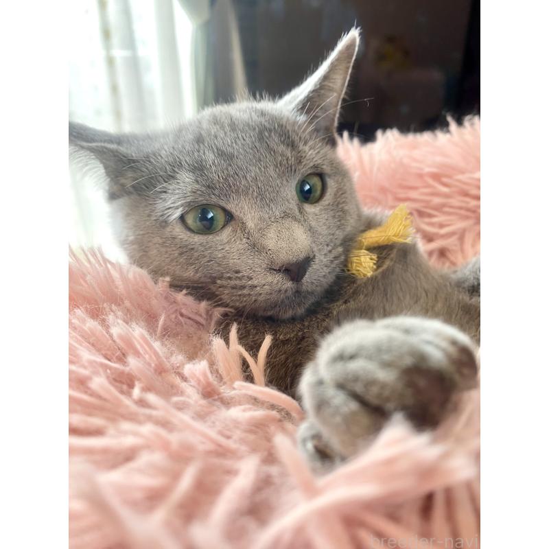 販売中の東京都のロシアンブルー-124534の2枚目