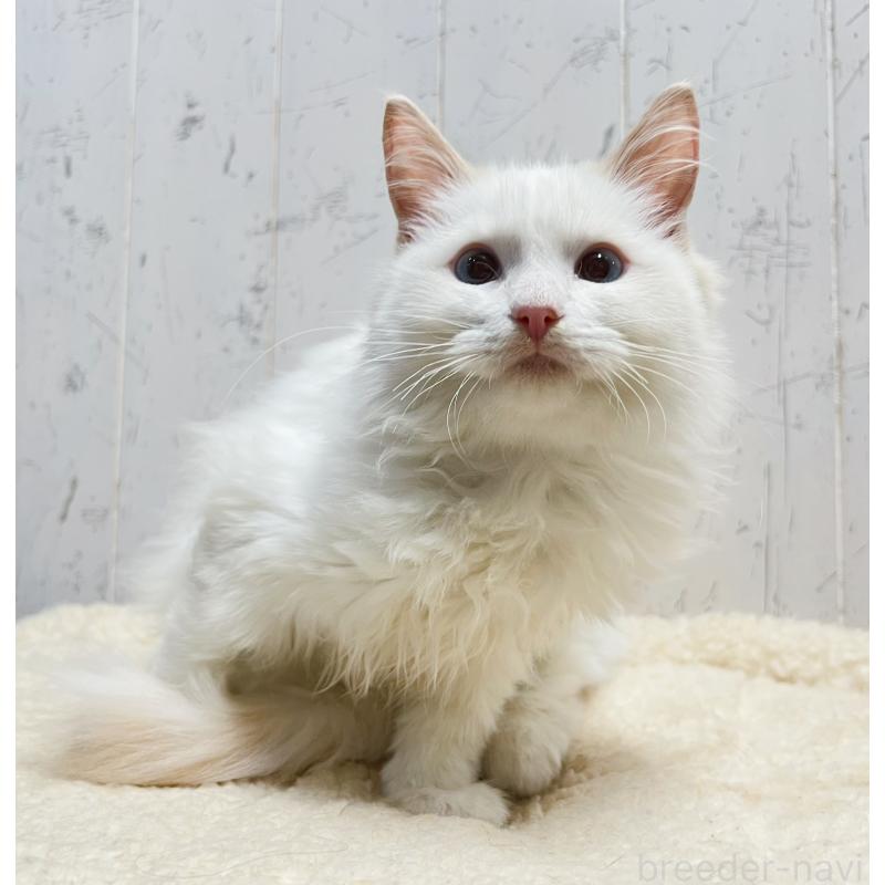 販売中の千葉県のラグドール-125796の8枚目