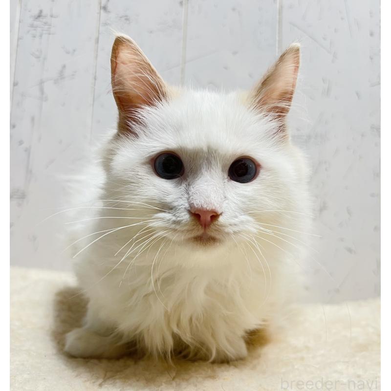 販売中の千葉県のラグドール-125796の7枚目