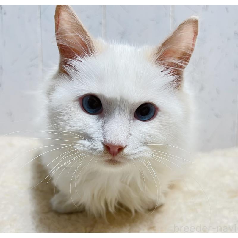 販売中の千葉県のラグドール-125796の6枚目