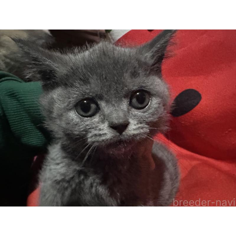 販売中の兵庫県のブリティッシュショートヘア-130361の5枚目