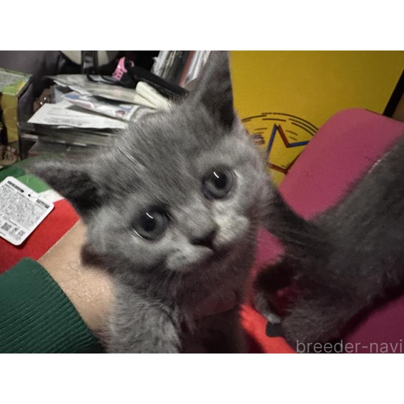 販売中の兵庫県のブリティッシュショートヘア-130361の4枚目