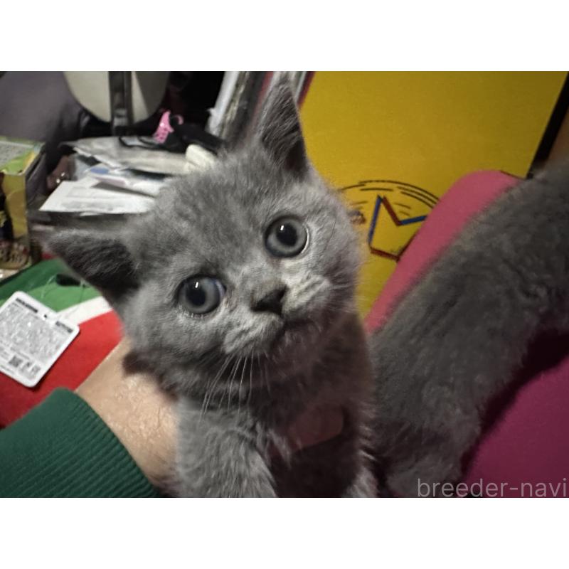 販売中の兵庫県のブリティッシュショートヘア-130361の3枚目