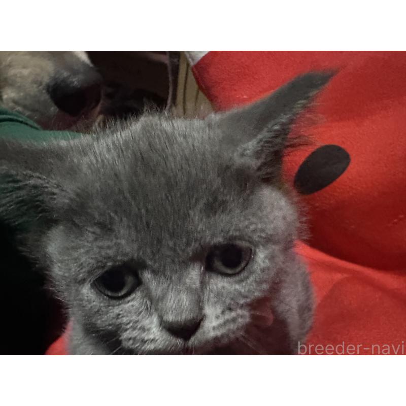 販売中の兵庫県のブリティッシュショートヘア-130361の2枚目