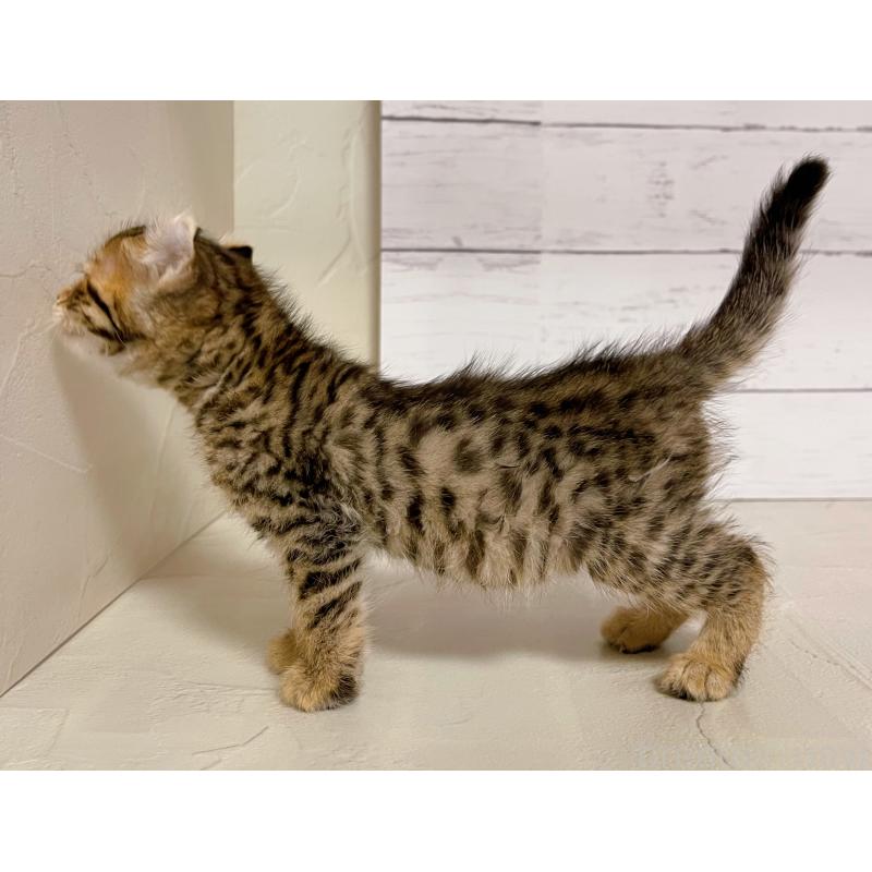 販売中の東京都のキンカロー-130362の5枚目