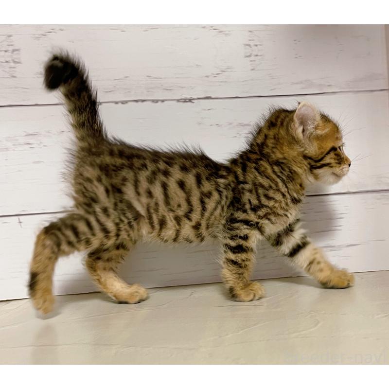 販売中の東京都のキンカロー-130362の4枚目