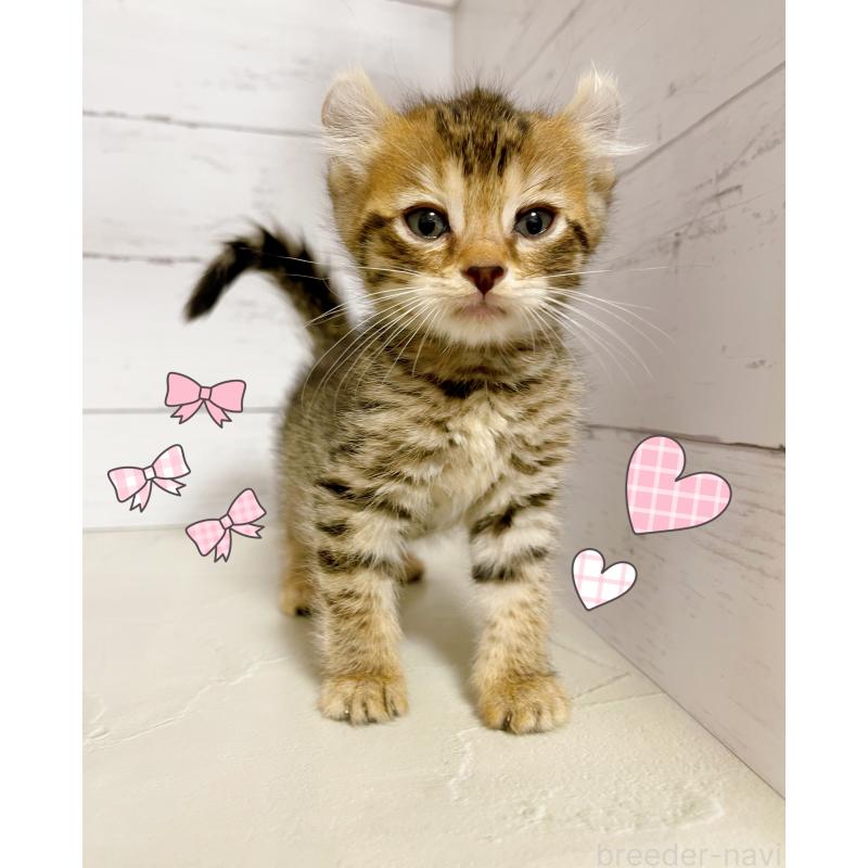 販売中の東京都のキンカロー-130362の3枚目