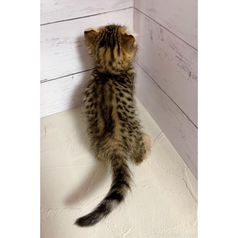 販売中の東京都のキンカロー-130362の2枚目