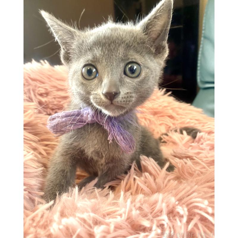 成約済の東京都のロシアンブルー-128447の8枚目