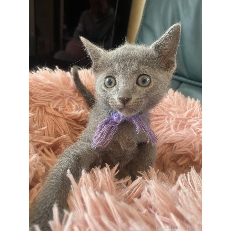 販売中の東京都のロシアンブルー-128447